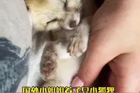 国外小姐姐养了一只小狐狸，工作时在边上默默陪伴，一摸就撒娇，粘人极了。#神奇动物在抖音 #治愈 #萌宠出道计划视频封面