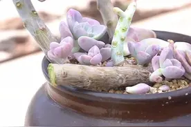 有没有发现我这盆紫乐与众不同？我的心头肉啊，居然黑腐了。视频有点长，下次您的黑腐了记得闻一下，哈#丽江多肉哥视频封面