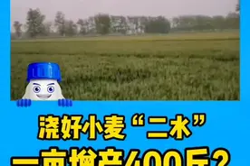 正确灌溉小麦二水，能有效提高小麦有效穗数#小麦浇水 #小麦 #2022新农人计划 #农业口诀 @小蓝帽农业 @DOU+小助手 @小蓝帽农学课堂 @小蓝帽治病才增产 视频封面