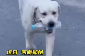 #仨狗狗爱好捡瓶子一夏天挣了80元 网友：天下没有白吃的狗粮#河南郑州 #萌宠 #专治不开心视频封面