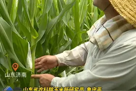 8月14日，山东济南，为保障育种质量，玉米育种科研人员冒着高温为150多亩种质资源进行人工授粉。平均每人一天要为1000多株玉米进行人工授粉。视频封面