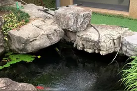 鱼池水体偏酸性，导致整个#锦鲤 食欲不正，而且还有锦鲤充血情况！#观赏鱼 #过滤 #鱼池 #庭院景观 @抖音小视频封面