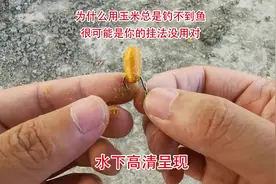 为什么用玉米总是钓不到鱼？很可能是你的挂法没用对#户外钓鱼视频封面