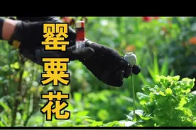铲毒行动！欢迎网友举报！#禁毒宣传 #盘盘普法 #政媒原创作者联盟 #盘锦禁毒在行动 视频封面