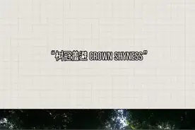 “树冠羞避”一些特定树种会出现这种现象，即使空间非常拥挤，大树们的树冠仍然会羞涩的保持一定距离，彼此礼让的生长视频封面