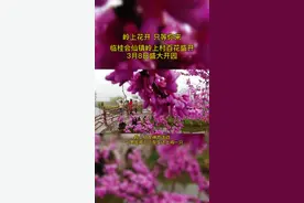 女神节去哪过？临桂会仙镇岭上村！一个男生带三个女生送土鸡一只！#女神节 #惊蛰 #花视频封面