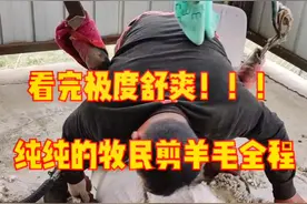 纯纯的牧民剪羊毛全过程#北元软轴剪毛机 #北元剪毛机 #北元电动羊毛剪视频封面