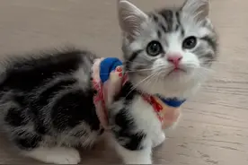 猫咪耳道是L型的，里面脏也看不到，还有一些小猫咪是油耳朵，所以定时清理真的很有必要视频封面