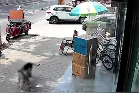 奶猫蹲家门口遭两只过路大狗撕咬致死。猫主人：狗没拴，如果咬到小孩，后果不堪设想视频封面
