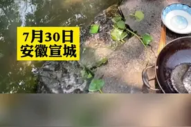 村民池塘边洗碗遇扬子鳄，见怪不怪淡定赶走，一番互动逗乐众人！@🍓小母鸽℡ 视频封面