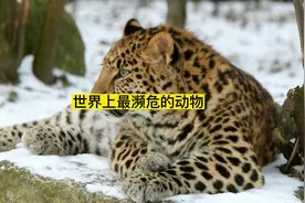 世界上最濒危的动物数量排名#世界之最 #保护野生动物视频封面