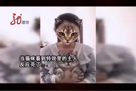 猫在特效里看见了主人变成了猫，蒙圈了！@抖音短视频视频封面