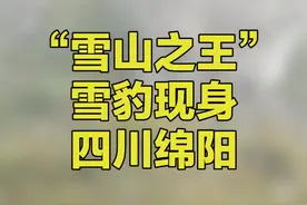 四川绵阳，自然界最难拍到的动物之一，“雪山之王”雪豹现身四川#四川王朗自然保护区首次采集到雪豹影像 视频封面