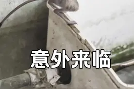 动物版《死神来了》 #奇幻短片#保护动物  视频封面