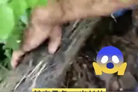 吓到了！#浙江 一小区下水管道藏了条“巨蟒”？拉出一看……@抖音短视频视频封面