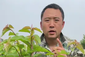 大樱桃树苗反剪与未反剪的区别#果树种植 #大樱桃种植管理 #果树管理视频封面