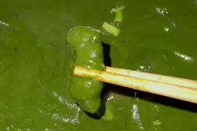 有小伙伴问我新鲜青苔怎么吃？炒熟以后用烧糊的小米辣蘸着吃，简直不要太爽了～#青苔 #本地美好推荐官视频封面