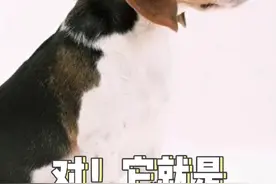 世界文明的狗狗史努比你知道是什么品种吗？#宠物知识 #狗狗 #啥时候能当网红狗 视频封面