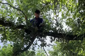 凉粉果，掰开会流出白色汁液，里面的籽晒干可以做天然凉粉，现在正是凉粉果成熟的时候，摘一篮子回家做凉粉冻吃！视频封面