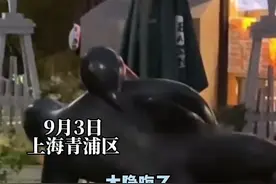 上海一商业广场雕塑被指不雅，管理方：将考虑撤换（综合大象新闻、极目新闻）视频封面