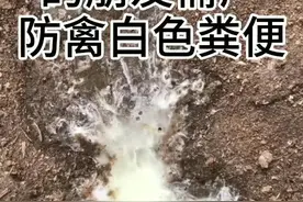 #抖音小肋手 #鸡拉稀#散养鸡 #南方雨季 #禽病#禽白色粪便 进入雨季养殖朋友需严防禽白色粪便视频封面