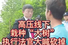 高压线下栽种“大树”，执行法官大喊：违法，砍掉！#法院执行#不负春光努力向前 @北三环政能量视频封面