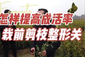 怎样把握好栽前的剪枝关，从而提高油茶栽种的成活率。 #油茶苗视频封面