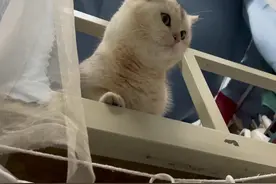 这逆子还丝毫不慌的跑去看老师😭#我的猫室友 #这我的小猫快看啊视频封面