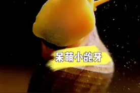 #水族 #观赏鱼 #橙兔螺 #萌宠 #大自然 #鱼友 #轻松养鱼 呆萌可爱的橙兔螺，也是啃藻高手。