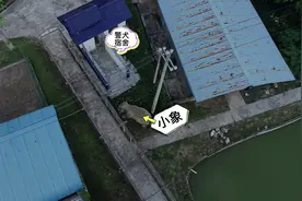 云南：亚洲象一家三口串门警营，小象还与警犬互动#移民管理视频封面