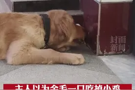 主人以为金毛一口吃掉小鸡，揍完才发现冤枉它了视频封面