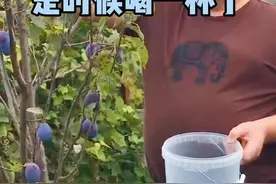 往年这个时候儿子都会回来跟罗曼一起吃梨子。今年没机会一家团聚了，罗曼打算摘了做点酒寄到中国去。#立陶宛视频封面