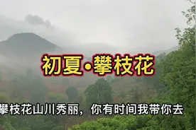 #攀枝花 #原创视频 #我的乡村生活 #三线建设 #绚烂开放的花视频封面