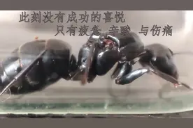 原来蚂蚁是这样从公主变成蚁后的，每个生命都值得敬畏。#动物视频封面