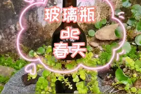 千万别再花冤枉钱高价买花盆了，用废弃的红酒瓶制作《玻璃瓶的春天》创意盆栽，简单好玩有格调！#变废为宝 #养花 #玻璃瓶切割 视频封面