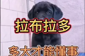 拉布拉多#萌宠 #拉布拉多#多大才能懂事    @DOU+小助手视频封面