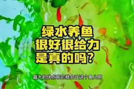 绿水养鱼是真的很好吗？听完优缺点就明白了#孔雀鱼 #古法养鱼视频封面