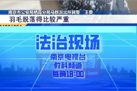 排风管内发现猫头鹰幼崽视频封面