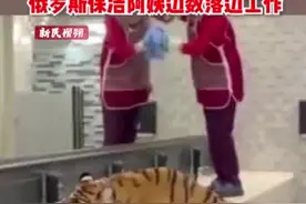 老虎跑进洗手间喝水，俄罗斯大妈一边打扫一边数落。视频封面