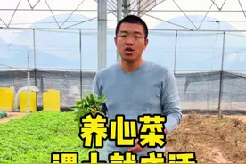 高钙养心菜遇土就活，种一次吃几十年。钙含量特别高，老人孩子要多吃#养心菜 #蔬菜种植 #抖音助农 @抖音短视频 视频封面