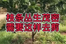 橘 丛生枝、过密枝条修剪注意事项！剪视频封面