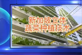 新加坡立体蔬菜种植技术。五平米的面积视频封面