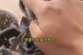 紫乐杆子上怎么爆侧芽，靓仔教你#多肉植物#多肉植物养护#紫乐#上热门 #南方多肉植物园 #多肉#抖音小助手视频封面