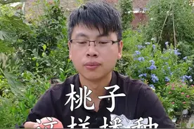 桃子吃完了，桃核不要扔，教你如何播种桃树，长大以后结的桃子又大又甜视频封面