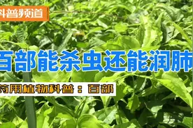 百部根，上好中药材！能杀虫灭虱子，还能清肺祛痰！ #中药本草视频封面
