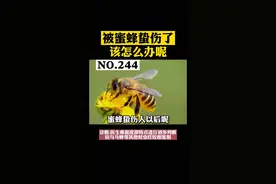 被蜜蜂蛰伤了怎么办？#科普 #蜜蜂 视频封面