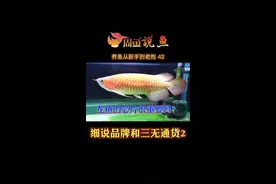 #周鱼说鱼 龙鱼的芯片对玩家很重要吗？什么样的龙鱼没有芯片？#观赏鱼 #水族 #红龙 #金龙鱼 @抖音短视频视频封面