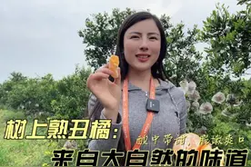 远方好物平台走进丹棱，不知火丑橘原产地，树上自然熟视频封面