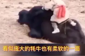 #万物皆有灵性 坐在牛背上的小女孩，展示了动物与人和谐的一幕，令人动容@DOU+小助手视频封面
