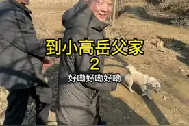 小高的岳父一家住在信阳十三里桥乡，这里盛产草莓和樱桃，每家都会种植一点，老人家七十多岁了，还悉心种植了一菜园子的青菜，也是个勤劳人家！视频封面